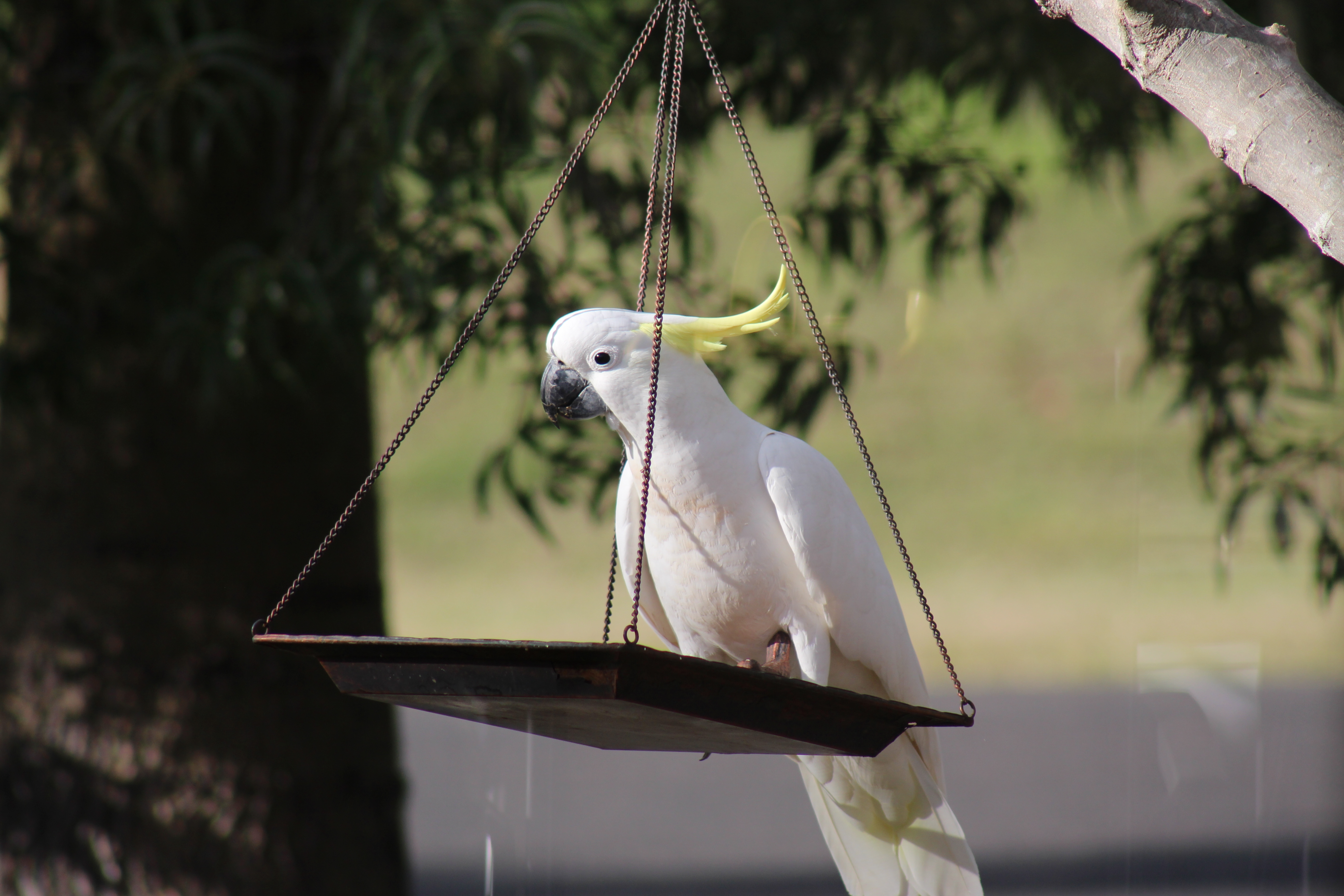 The Neighbours