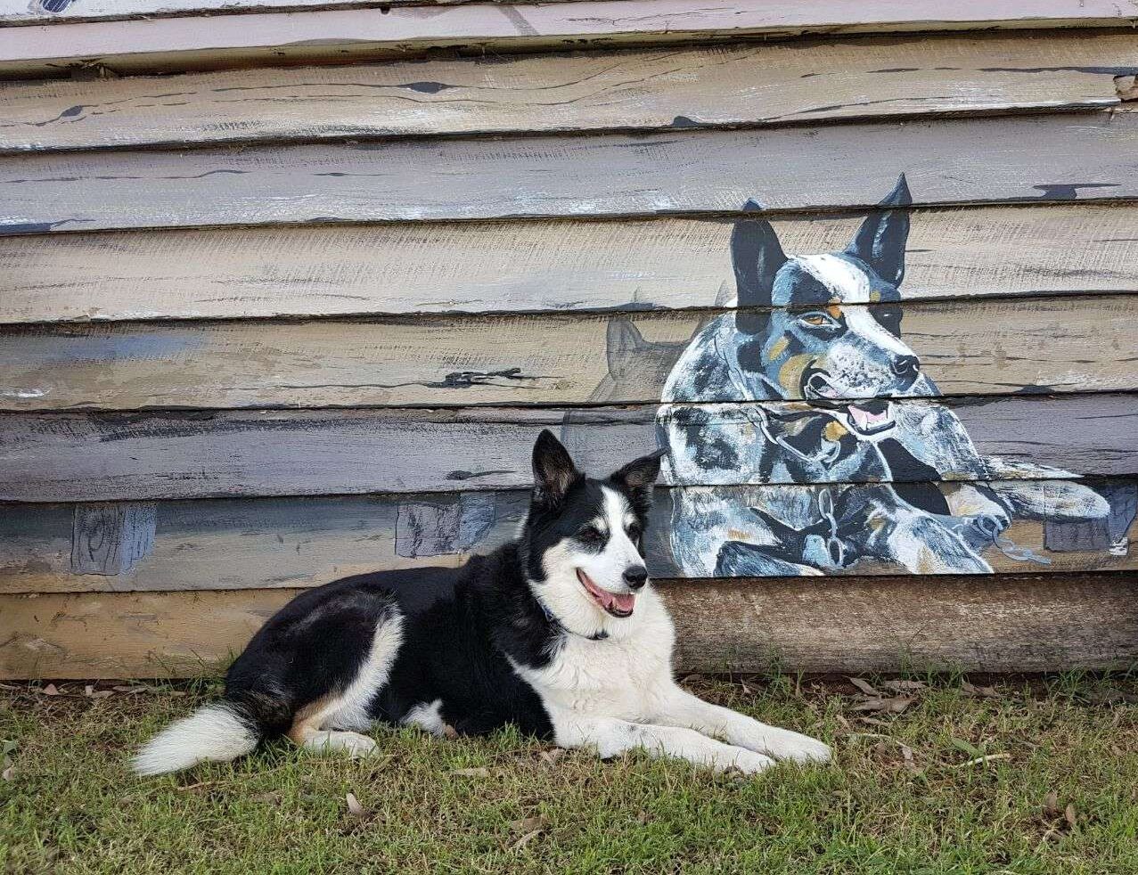 The Border Collie